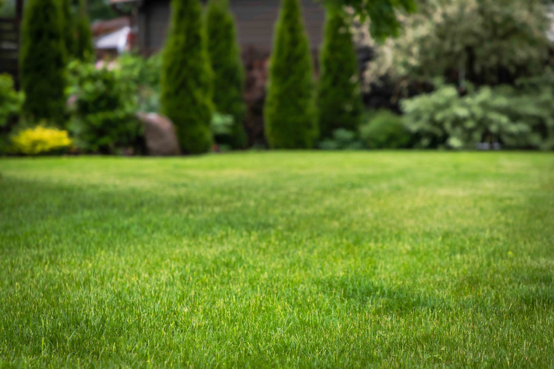 A lush, green lawn in a backyard garden with tall evergreen trees and bushes in the blurred background. A lush, green lawn in a backyard garden with tall evergreen trees and bushes in the blurred background.