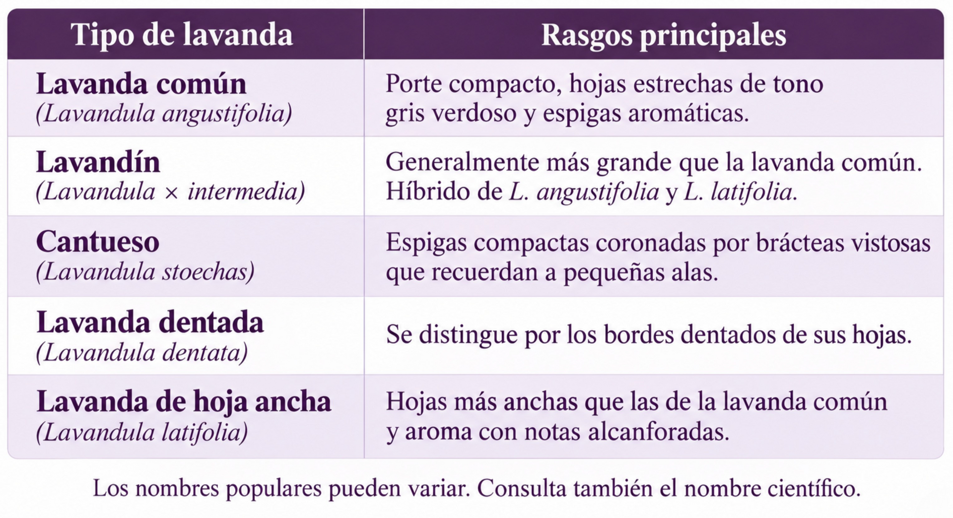 Comparativa de cinco tipos de lavanda y sus principales rasgos para distinguirlos
