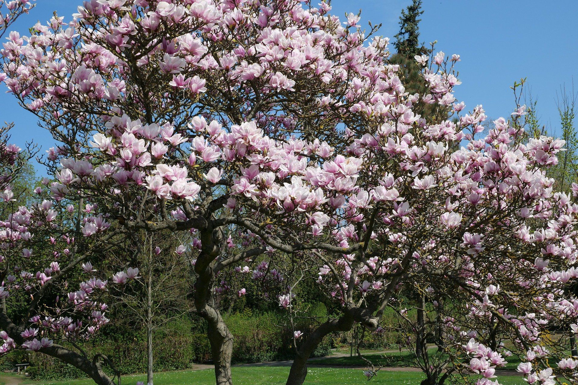Ein Magnolienbaum - Baum fällen Genehmigung Ein Magnolienbaum - Baum fällen Genehmigung