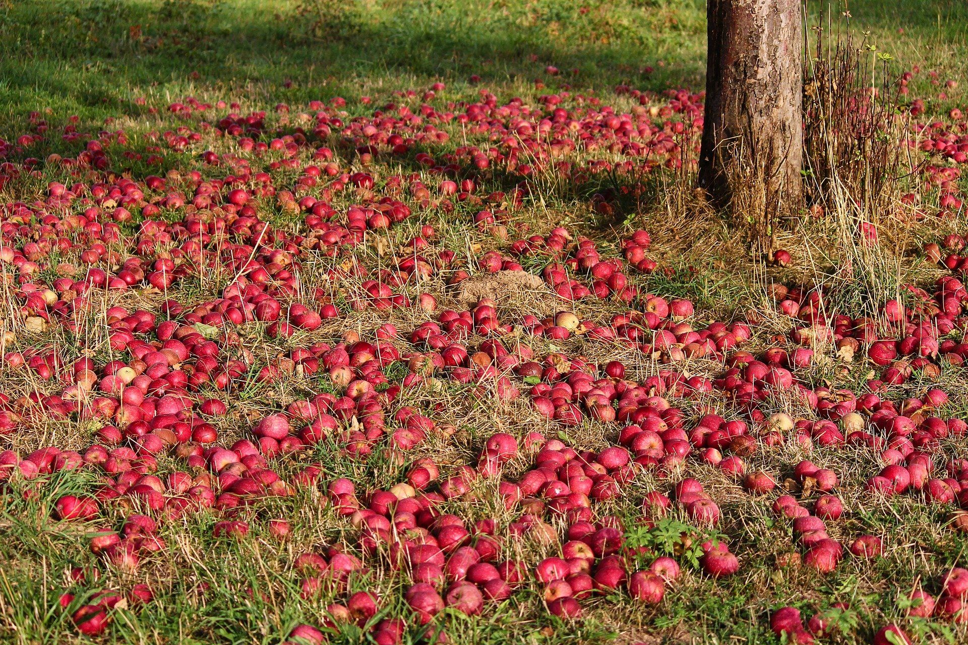 obstbäume verpflanzen obstbäume verpflanzen