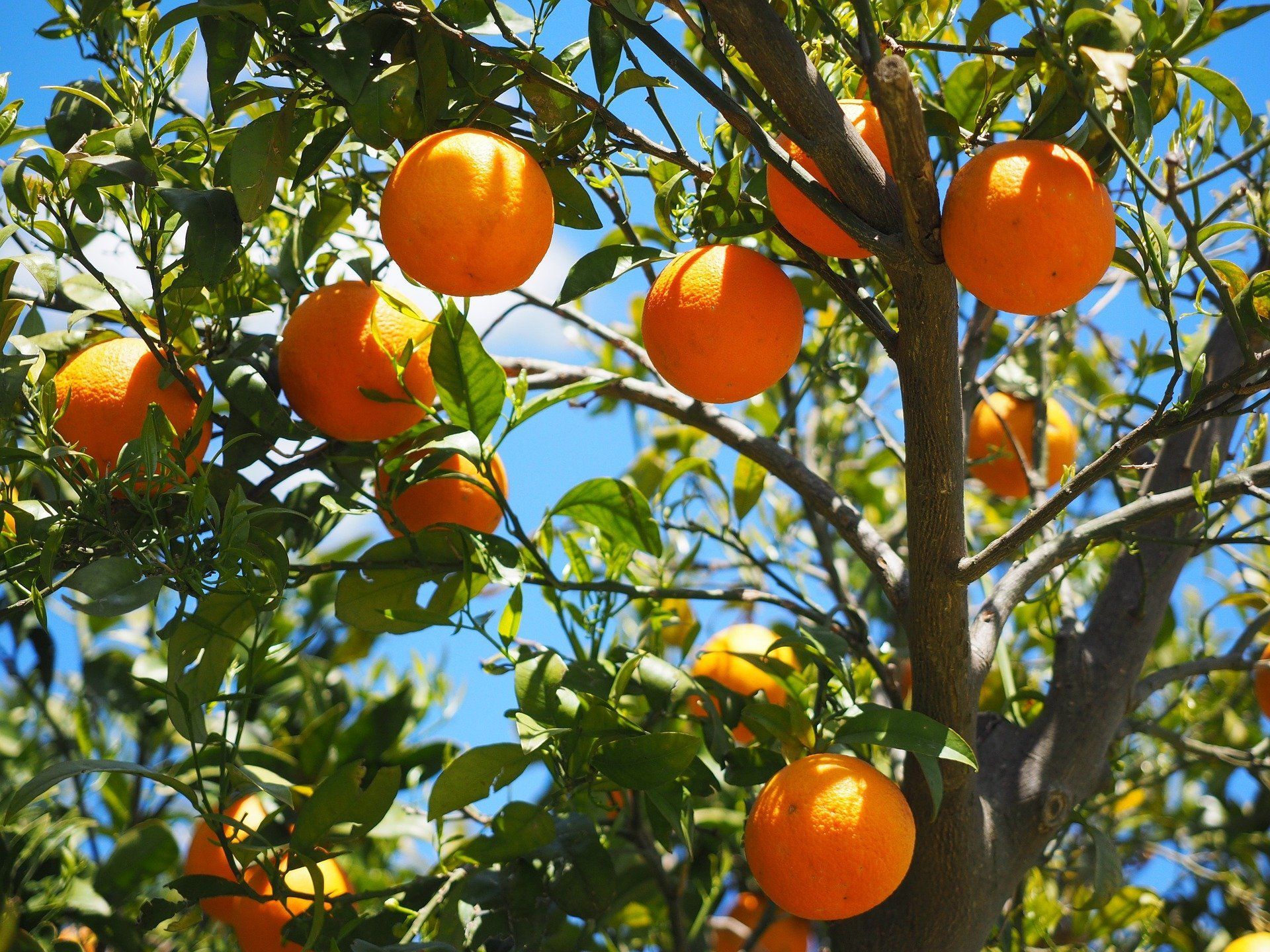 Obstbäume verpflanzen