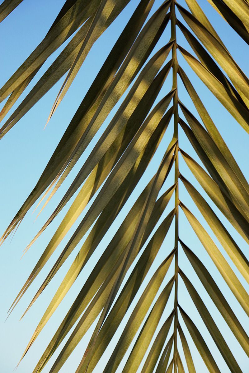 Palm leaf with blue sky