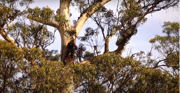 Arborists pruning tree for tree service