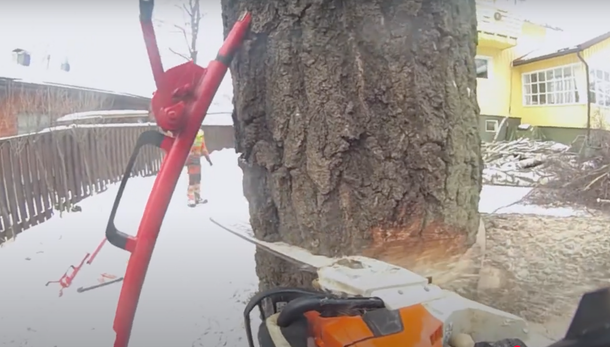 Power chainsaw cutting tree for removal 