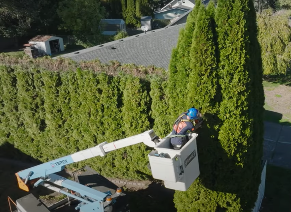 STIHL Chainsaws laying on logs of wood 