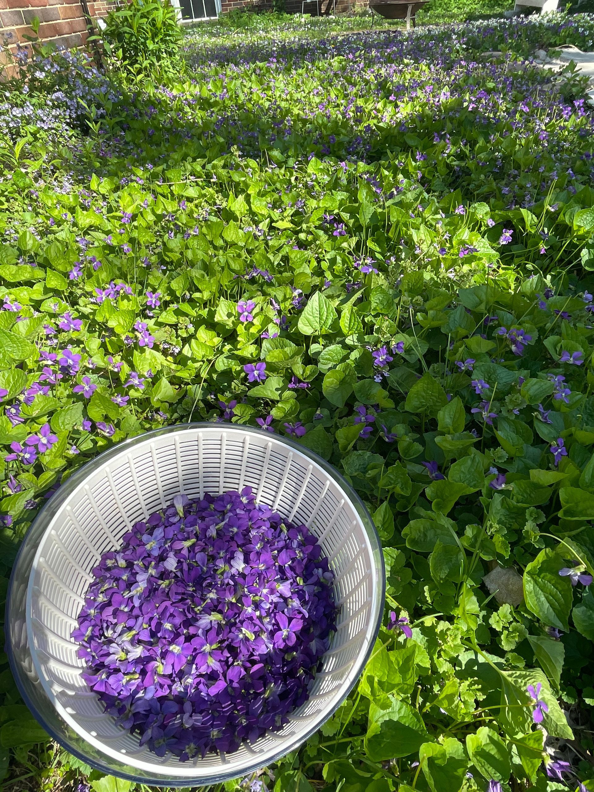 wild violets