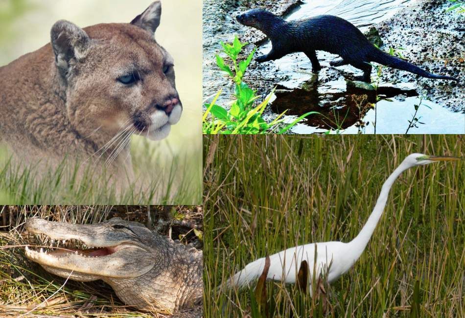 A mountain lion a otter and an egret are shown in a collage