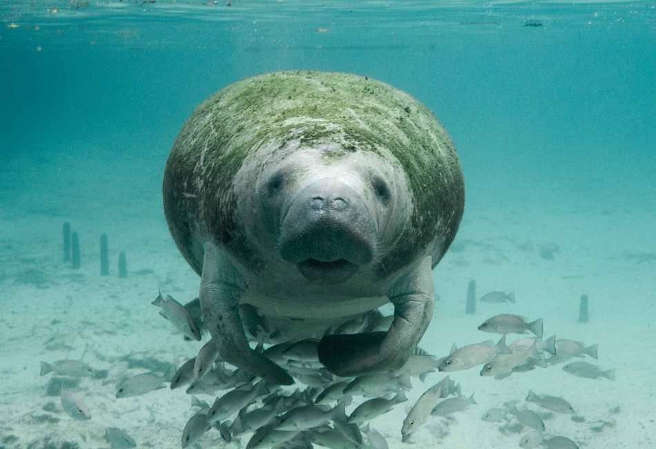 A manatee is swimming in the ocean surrounded by fish.