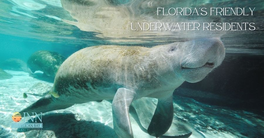 A manatee is swimming underwater in the ocean.