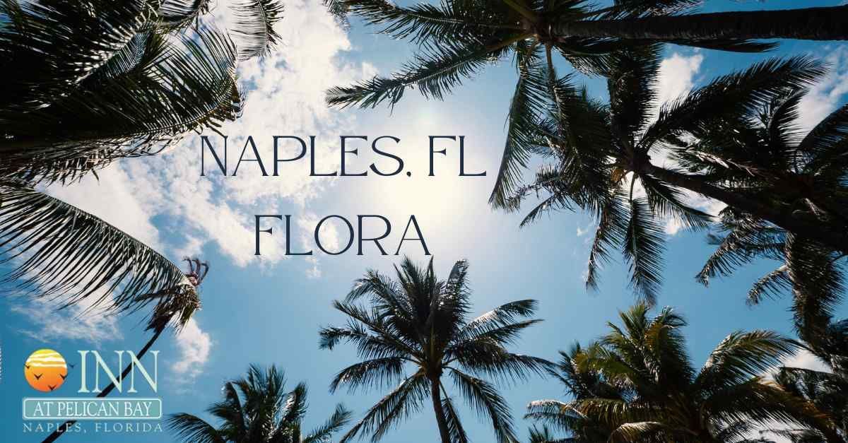 A picture of palm trees in naples florida