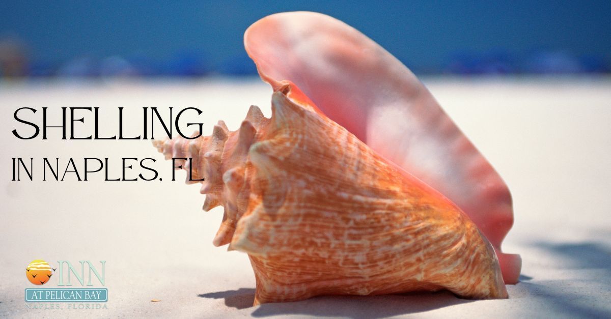 Conch shell on Naples beach A pink sea shell is sitting on a sandy beach
