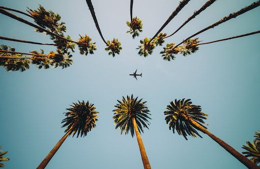 Looking up at a plane flying over palm trees