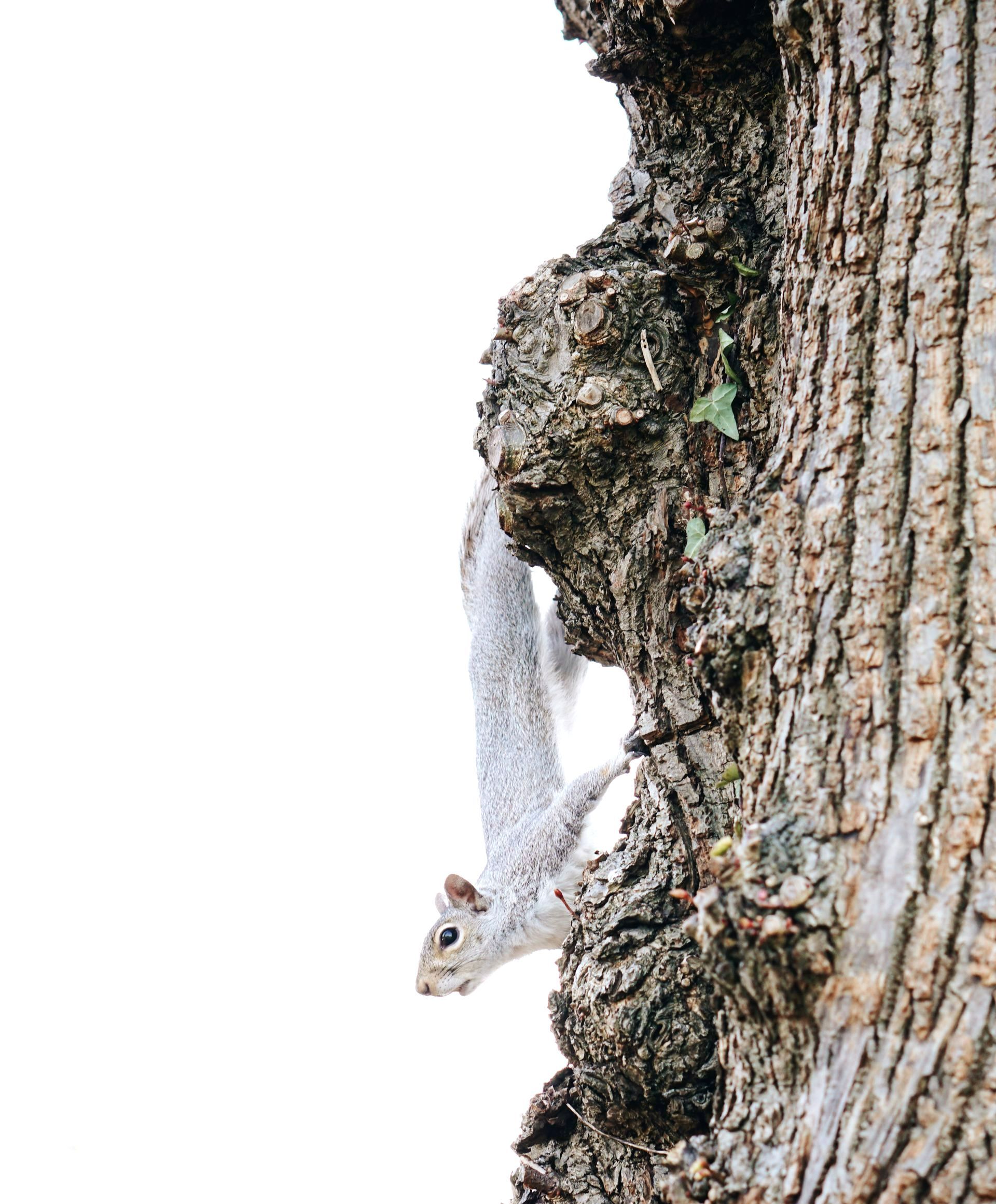 Curious squirrel on a tree