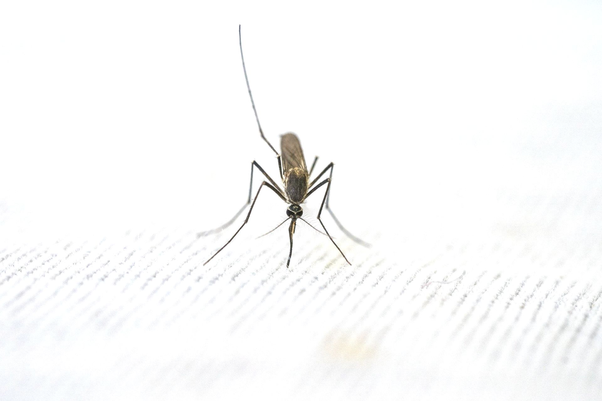 Close-up view of a mosquito