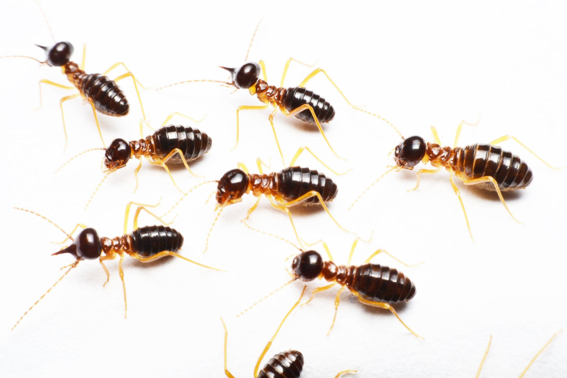 Termite on isolated white background