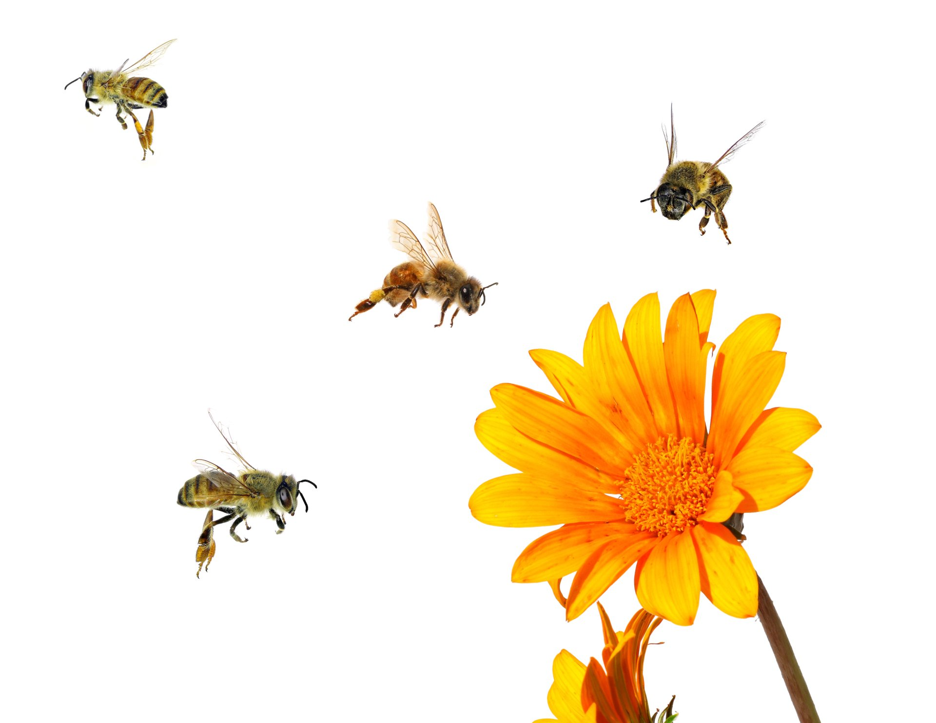 Yellow flower and bees