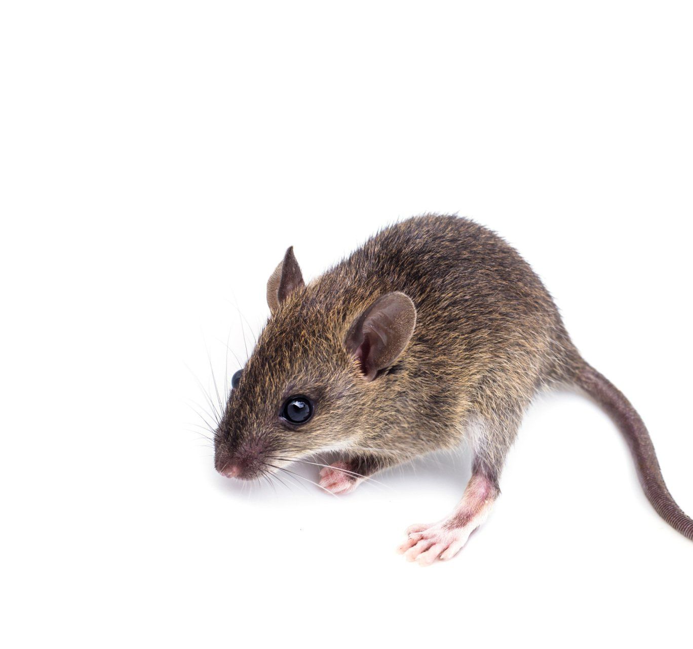 Black rat isolated on white background
