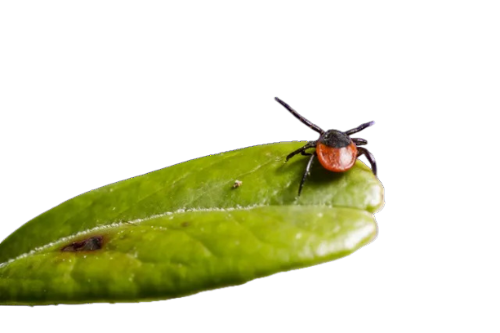 Parasitic insect questing on natural leaf