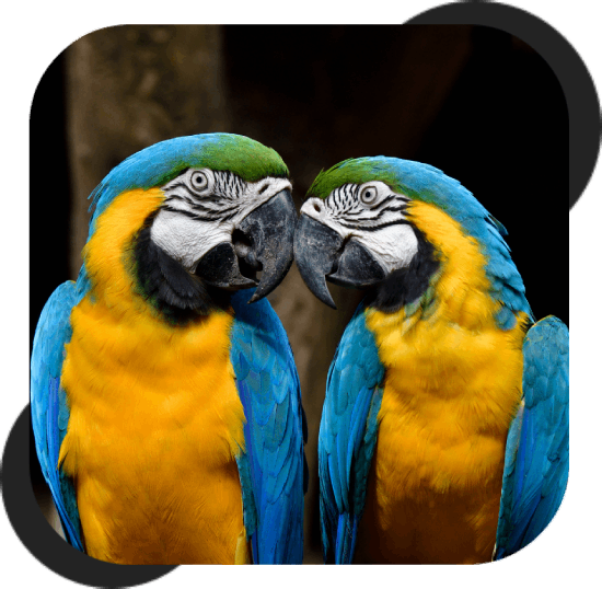 Martha's Family Pets