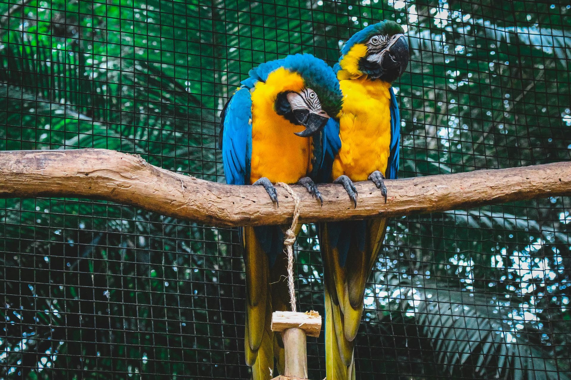 Martha's Family Pets