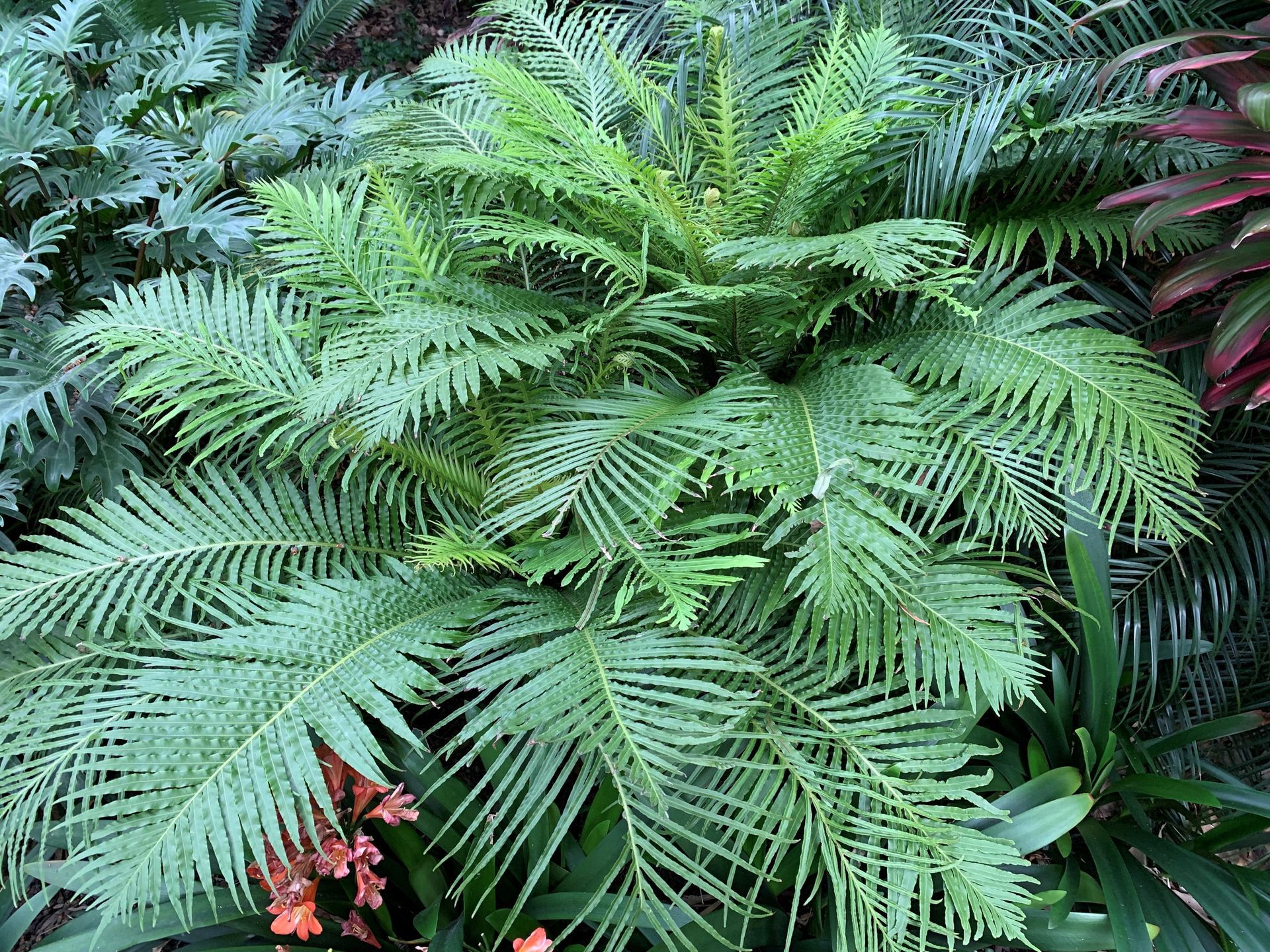A fern is surrounded by other plants in a garden.