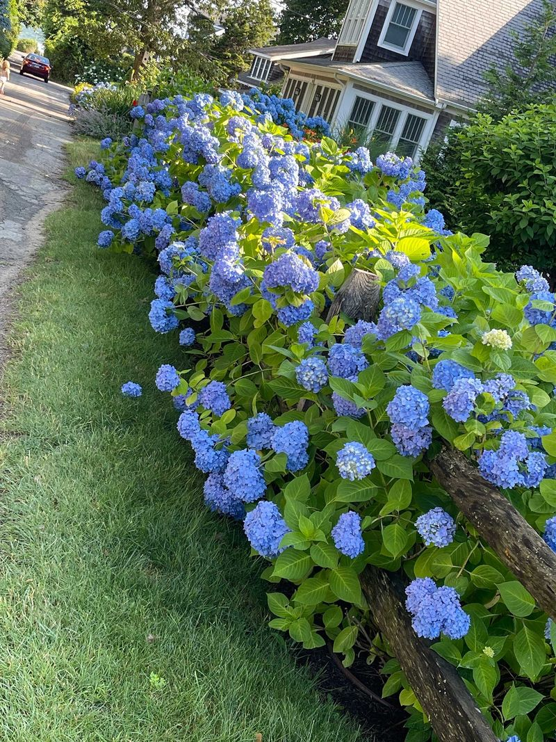 Blue hydrangeas blooming along a house beside a green lawn and stone walkway