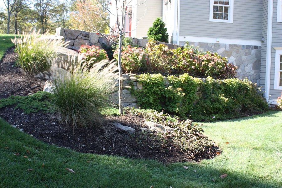 Landscaped yard with green lawn, shrubs, mulch beds, and a young tree beside a house