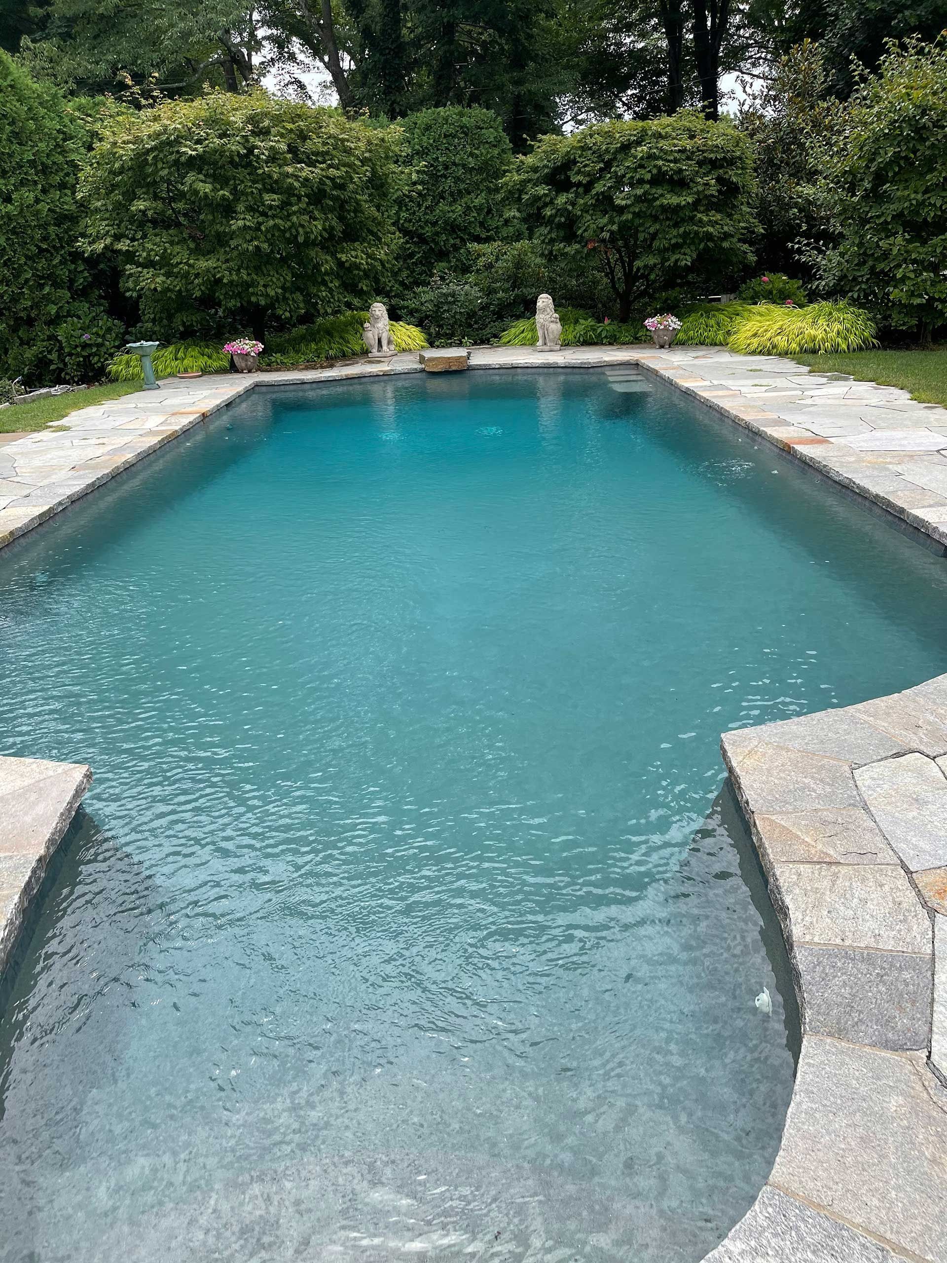 Rectangular backyard swimming pool with clear blue water, stone coping, and lush green hedges around it