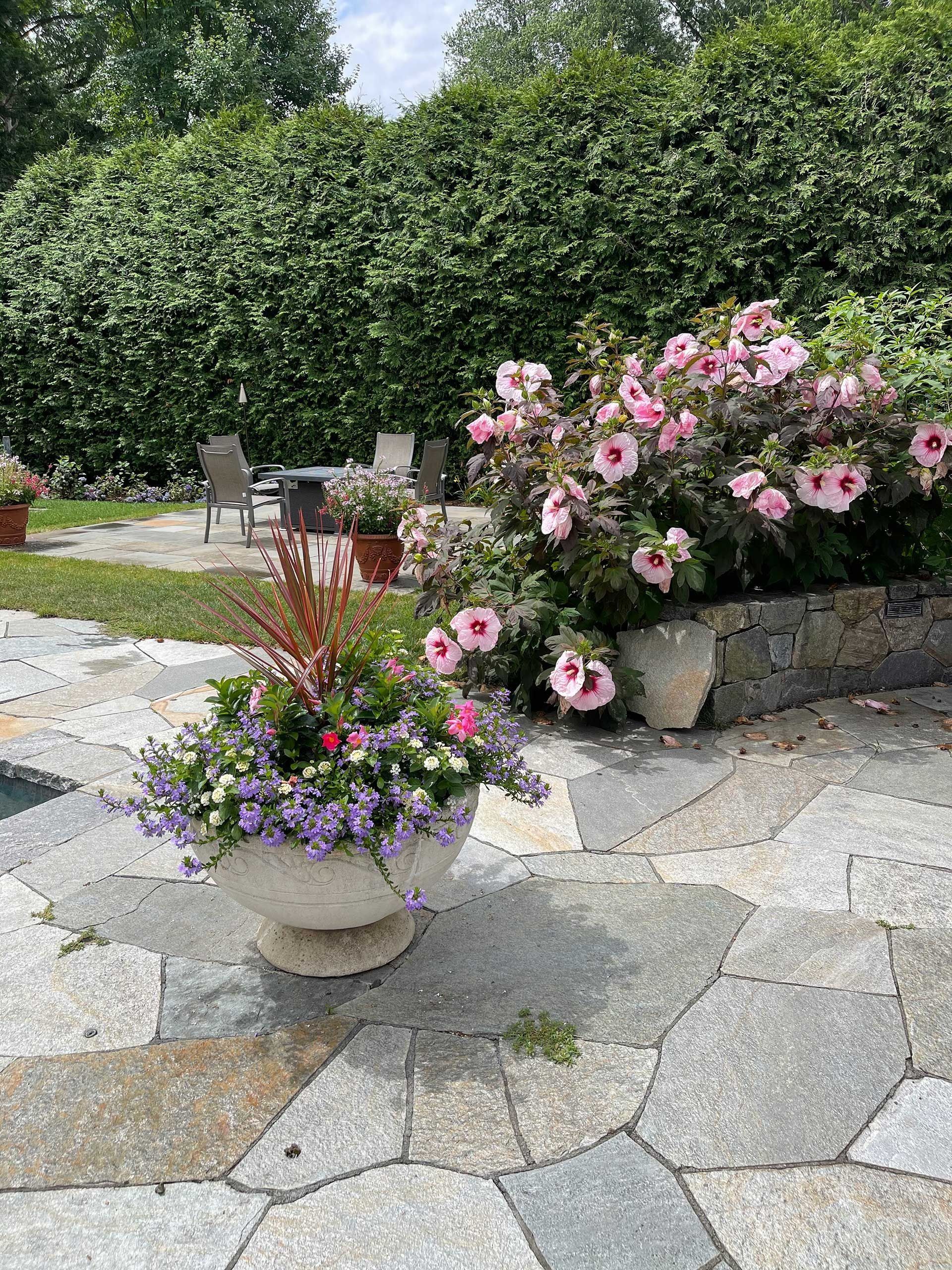 Stone patio garden with potted purple and pink flowers beside a manicured hedge.