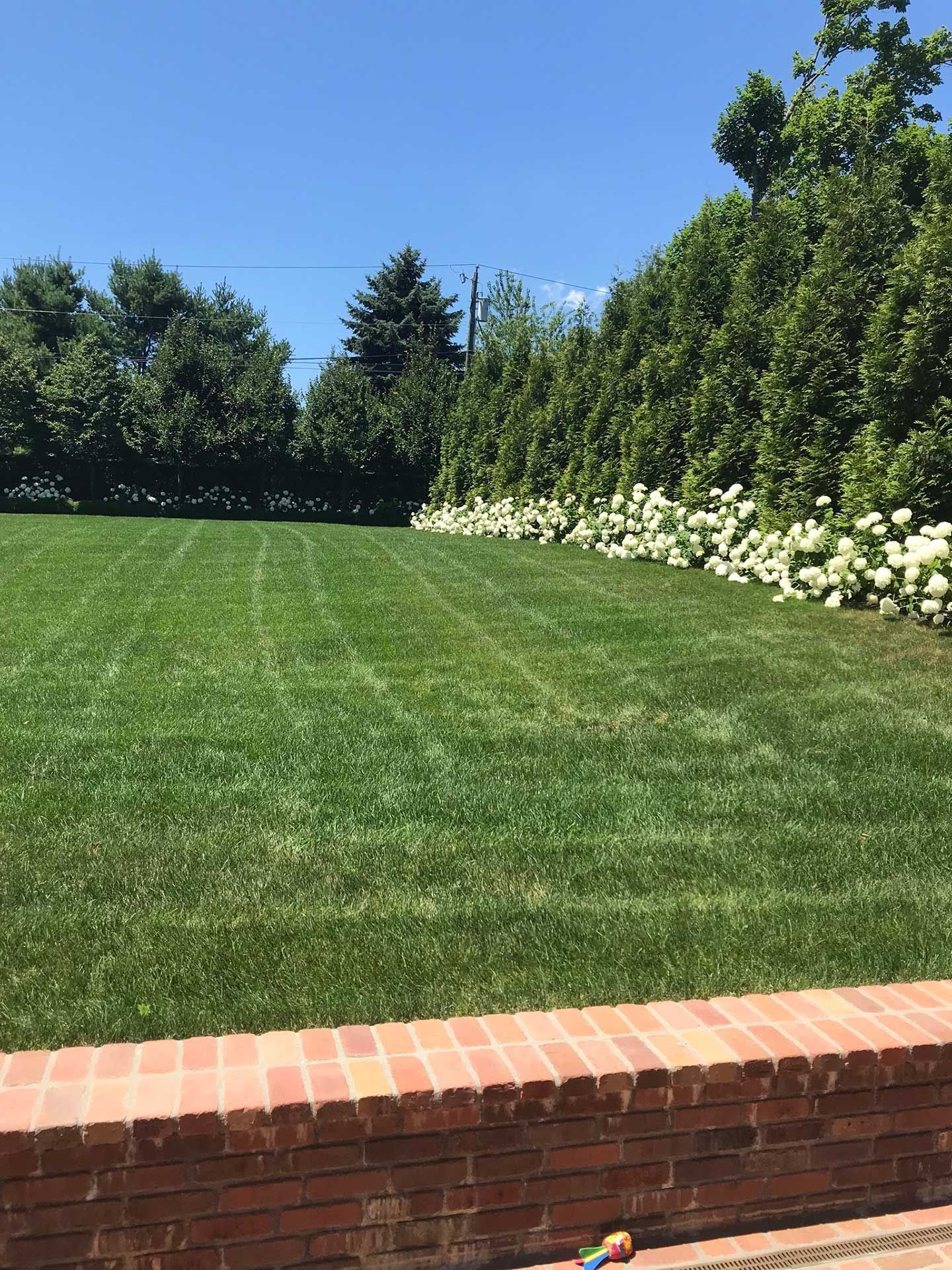 Manicured lawn bordered by hedges and white flowers under a clear blue sky, with a brick wall in front.