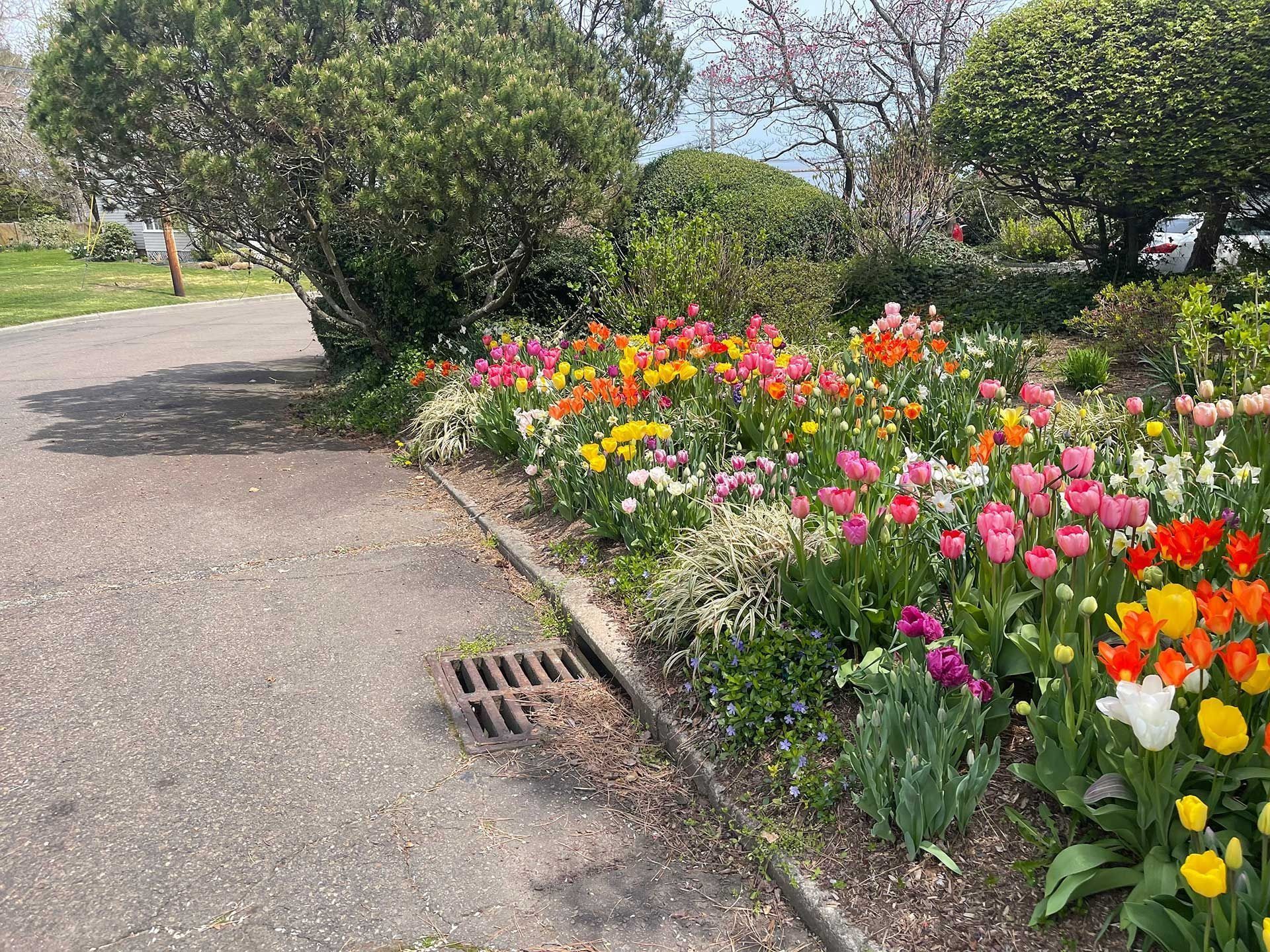 Park path beside a colorful flower bed with pink, yellow, and white tulips