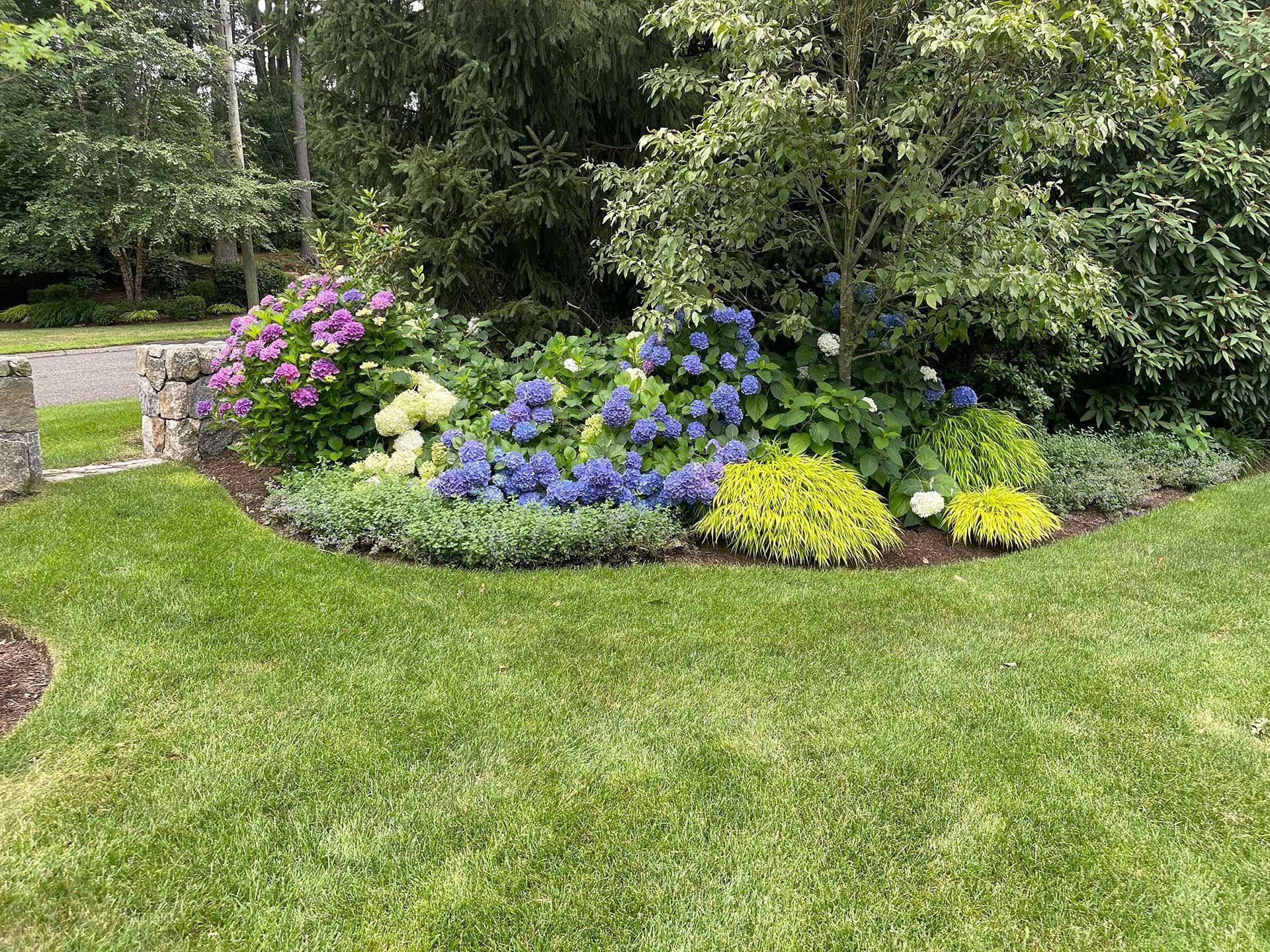 Colorful flower bed with hydrangeas and shrubs bordering a green lawn in a garden
