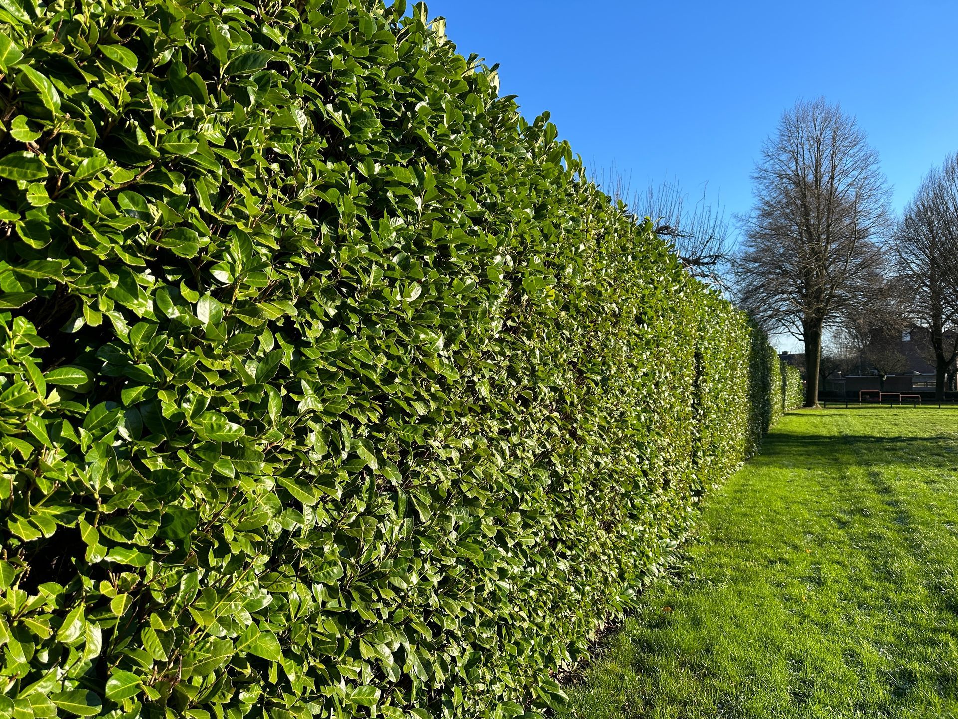 Long green hedge bordering a sunny grassy path with leafless trees in the distance