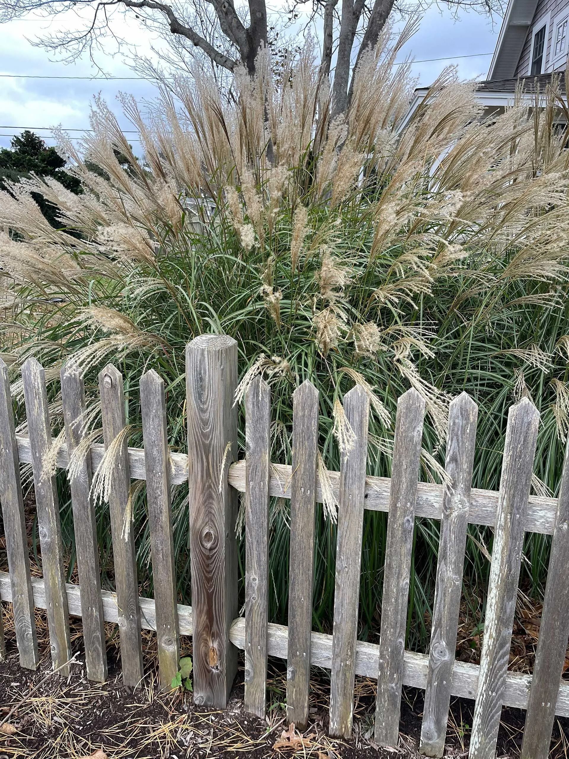 White picket fence in front of tall ornamental grass and greenery outdoors.