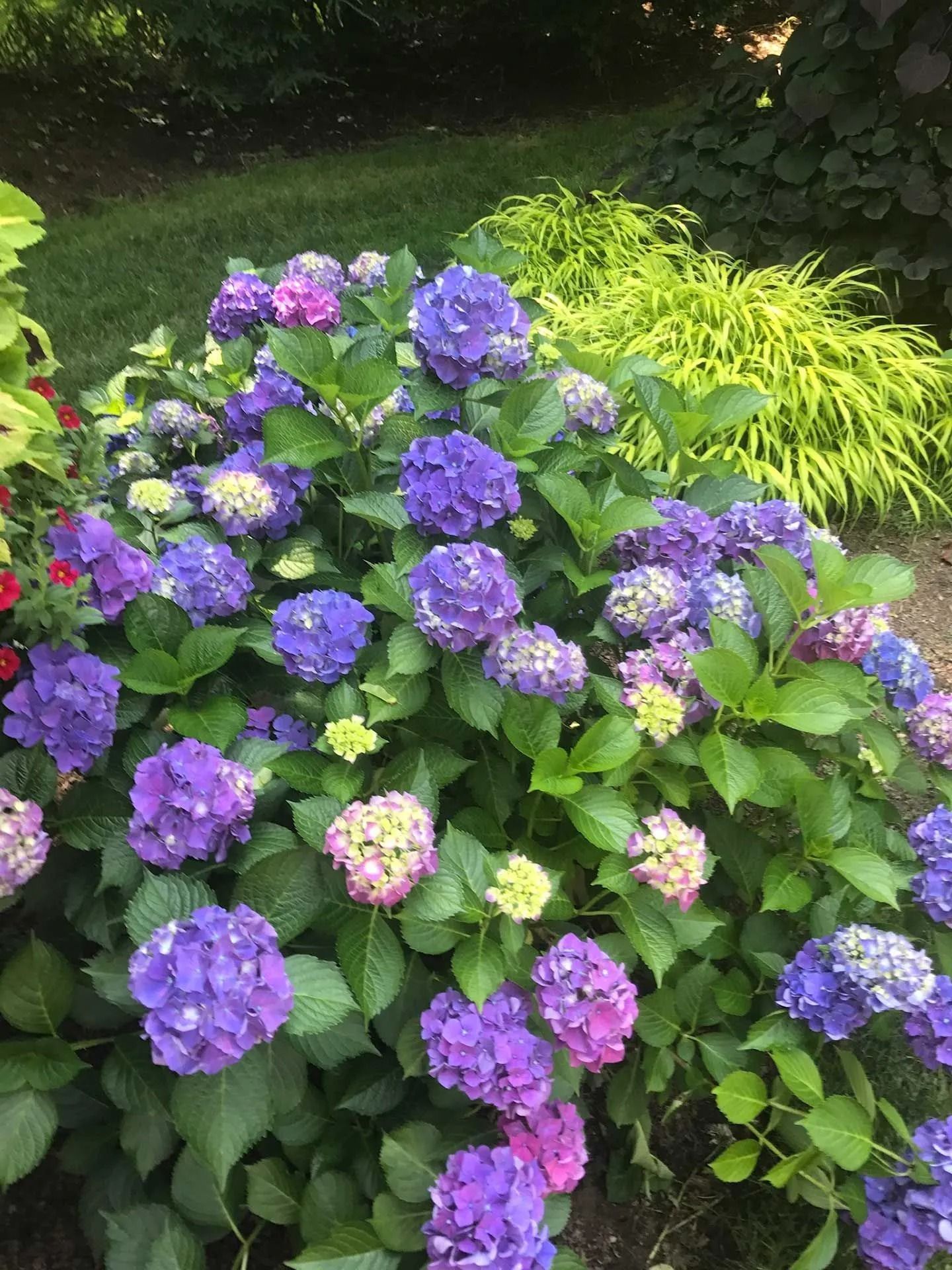 Purple and pink hydrangeas blooming in a lush garden with green foliage