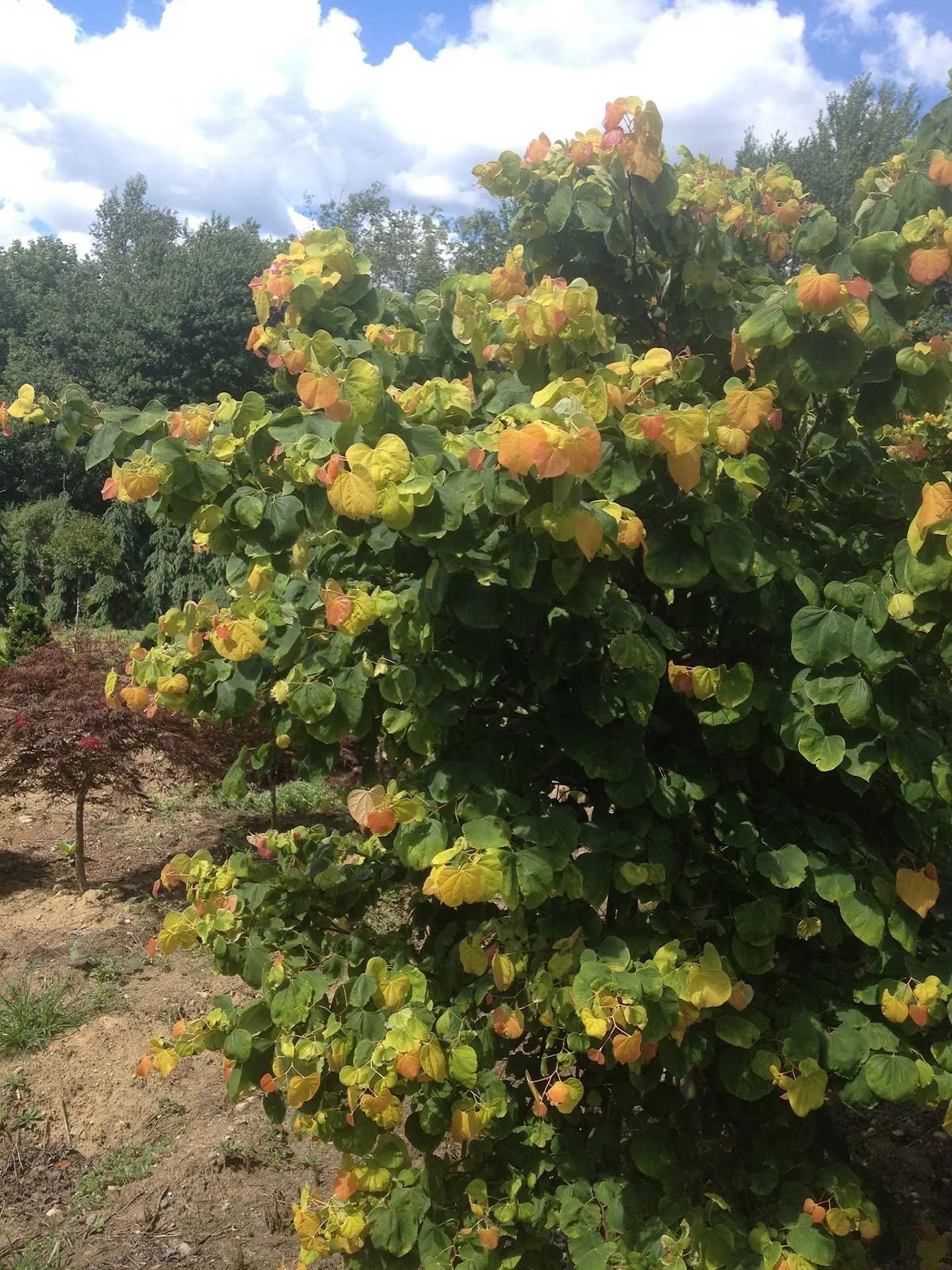 Flowering shrub with green, yellow, and orange leaves under a partly cloudy sky in a garden
