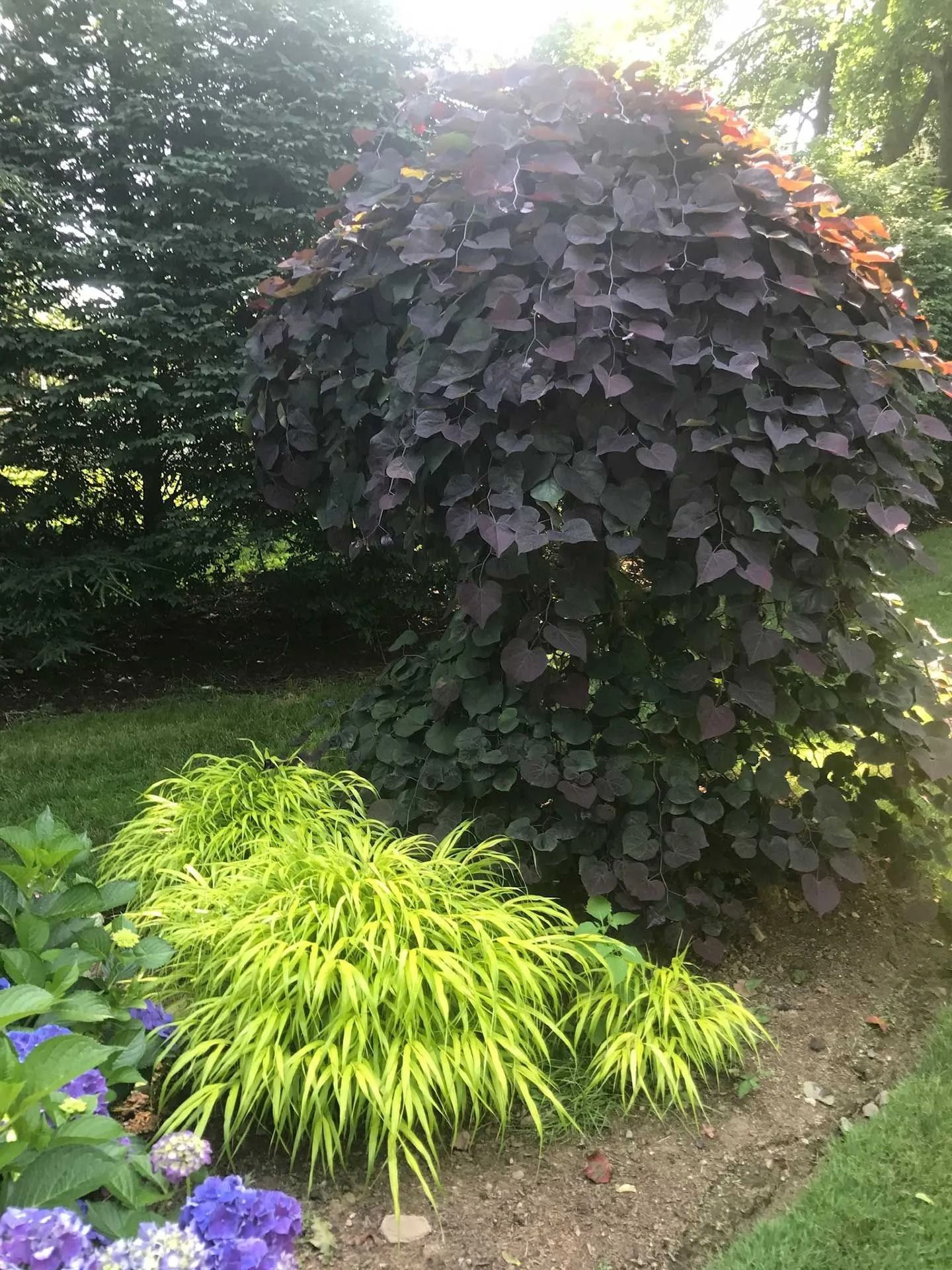 Purple-leaf shrub with bright green ornamental grass in a landscaped garden