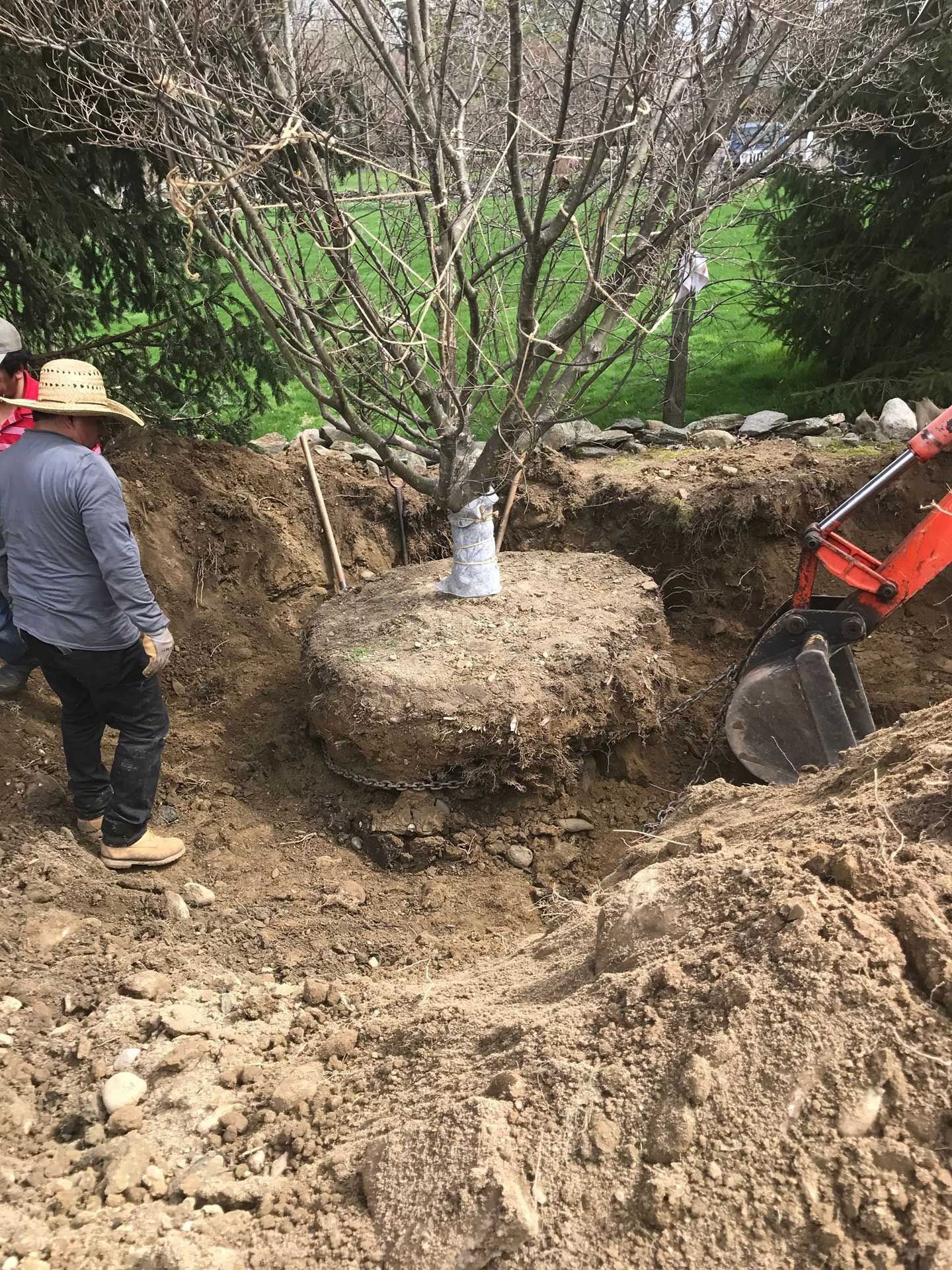 Workers digging around a tree stump in a muddy trench, with a small excavator nearby.
