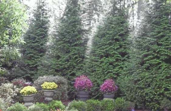 Tall evergreen trees behind colorful flowering shrubs in a garden landscape