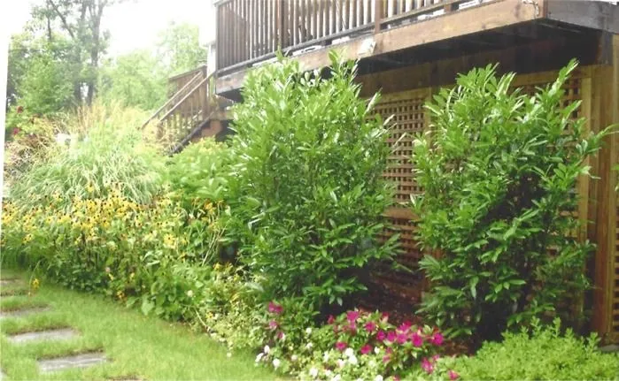 Lush garden with green shrubs and pink flowers beside a wooden deck