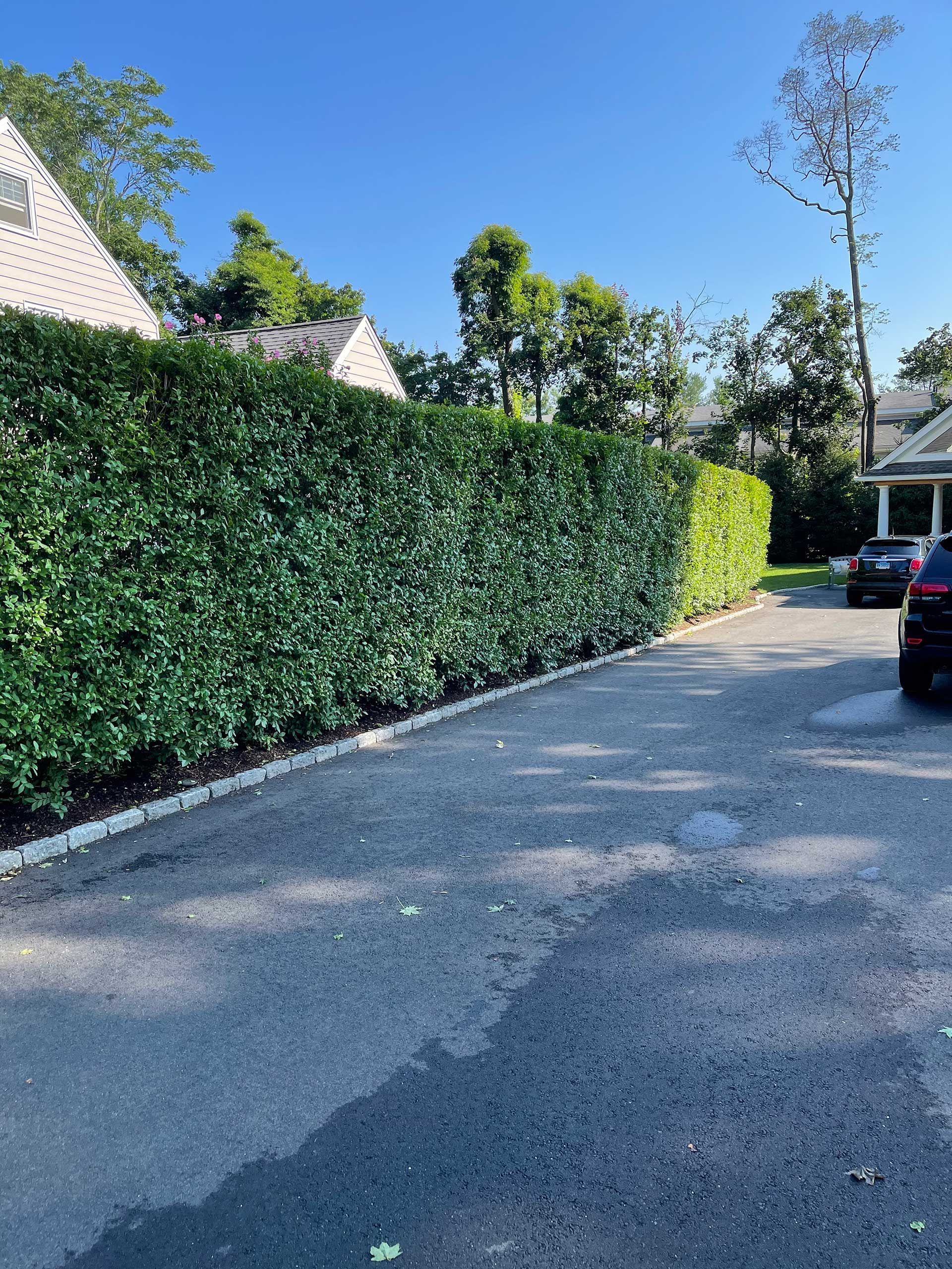 Tree-lined driveway beside a tall hedge with parked cars on a sunny day