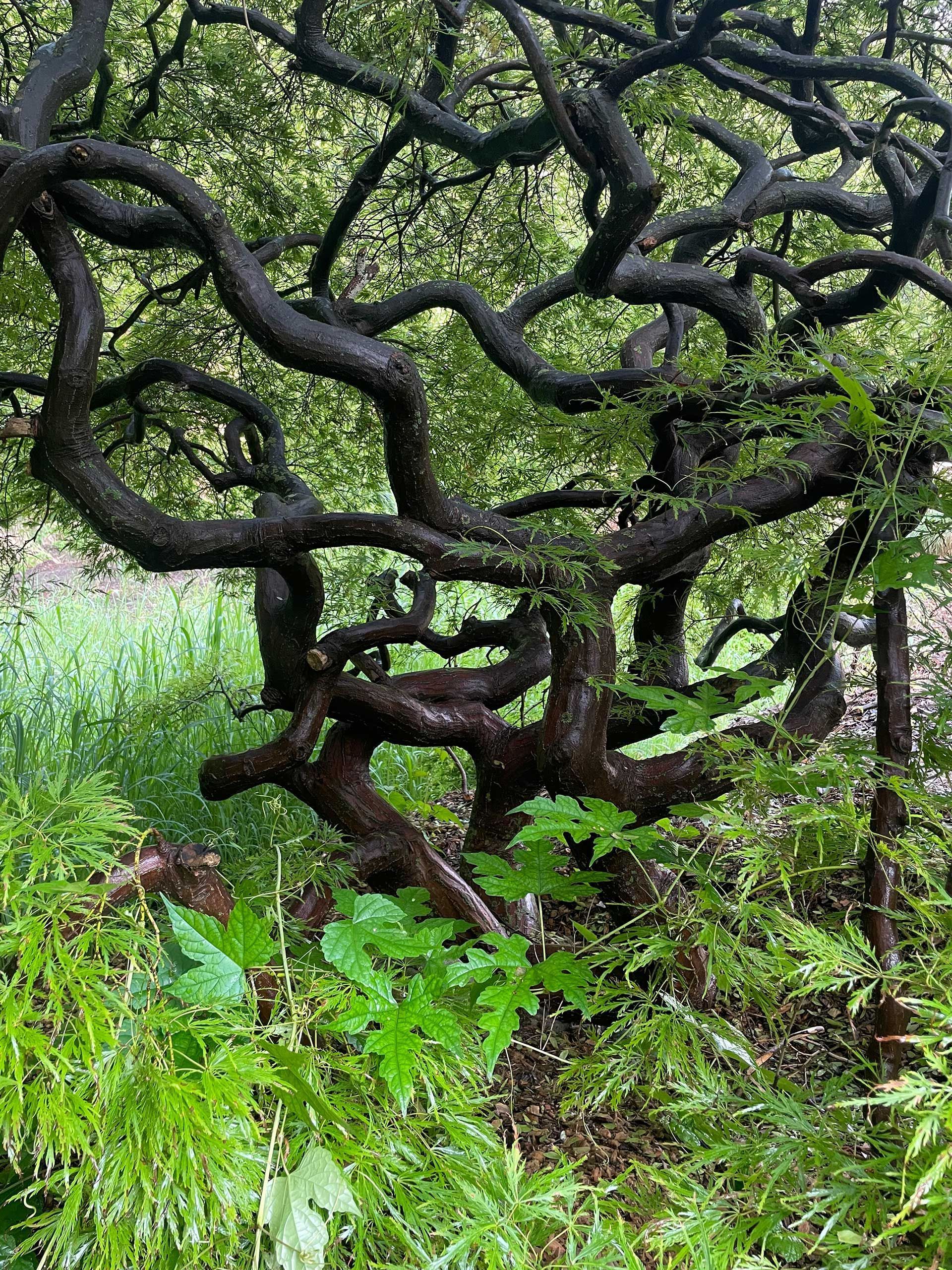 Twisted black tree branches over green grass and foliage in a wooded area