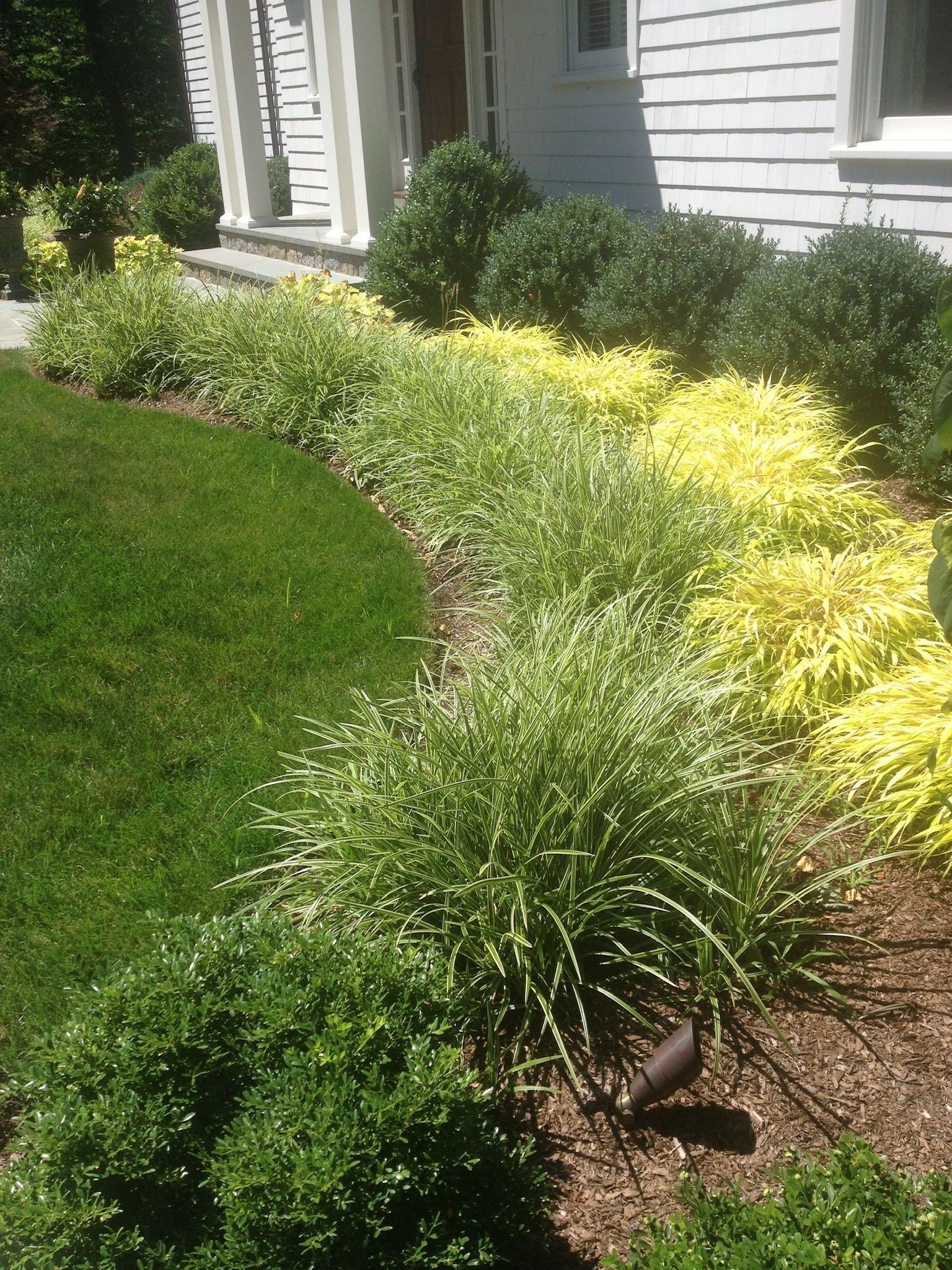 Landscaped front yard with green and yellow shrubs along a house and a lawn.