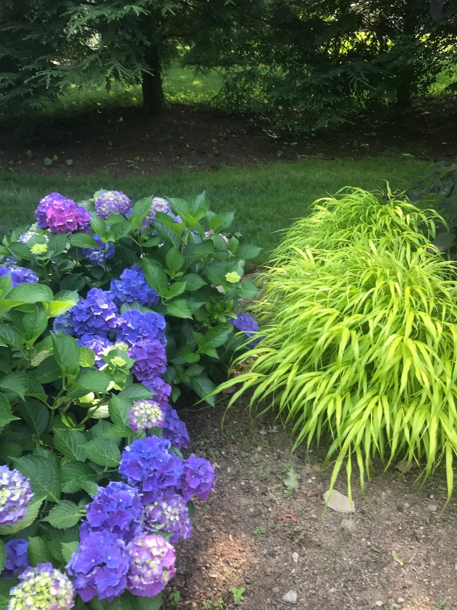 Purple hydrangeas and a lime-green shrub in a shaded garden bed with trees behind
