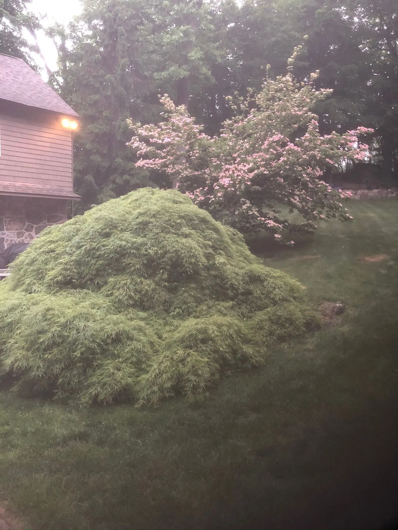 Flowering shrubs beside a house in a green garden at dusk