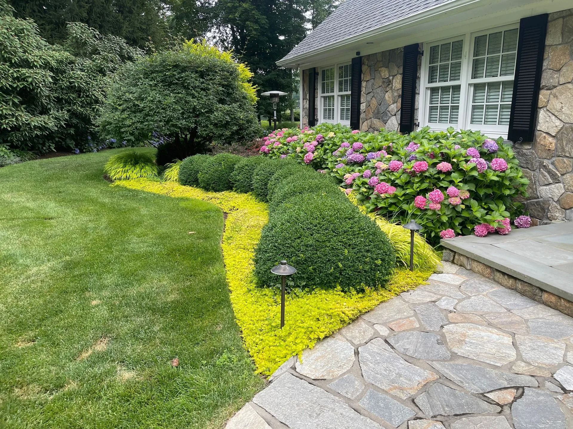 Front yard with curved yellow border, green lawn, pink hydrangeas, and stone walkway beside a house