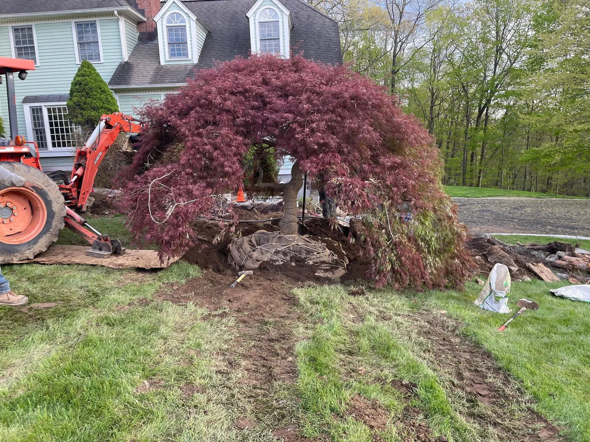 Backhoe lifting a large red Japanese maple in front of a house, with a yard and gravel drive visible.