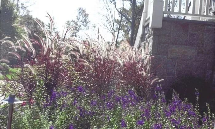 Purple flowers and ornamental grasses beside a brick building in bright sunlight