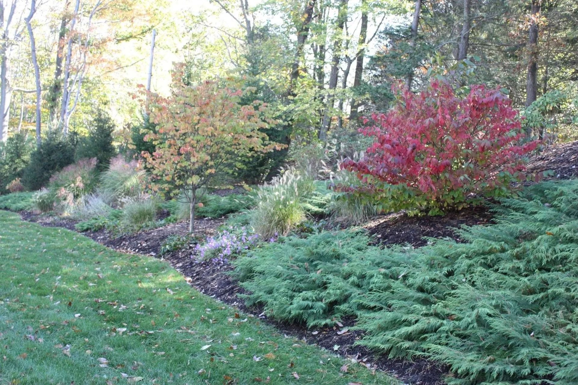 Colorful landscaped garden with shrubs, red foliage, and a grassy lawn in a wooded setting