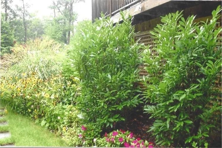 Lush green garden shrubs and flowers beside a wooden deck or balcony, with trees in the background